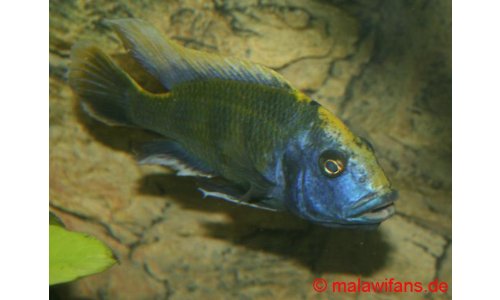 Nimbochromis venustus